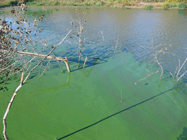 HABs appear as a thick bright green layer on the surface of the lake. In 2017, seven lakes were on Health Alert.