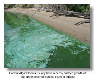 Harmful Algal Blooms usually have a heavy surface growth of pea-green colored clumps, scum or streaks.