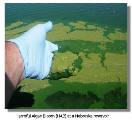 HAB at Nebraska reservior